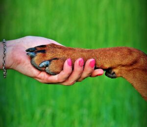 Read more about the article 6 Steps to Effective Dog Paw Care