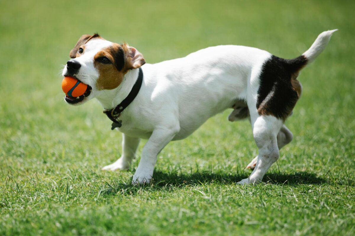 10 Fun and Engaging Ways to Play With Your Dog