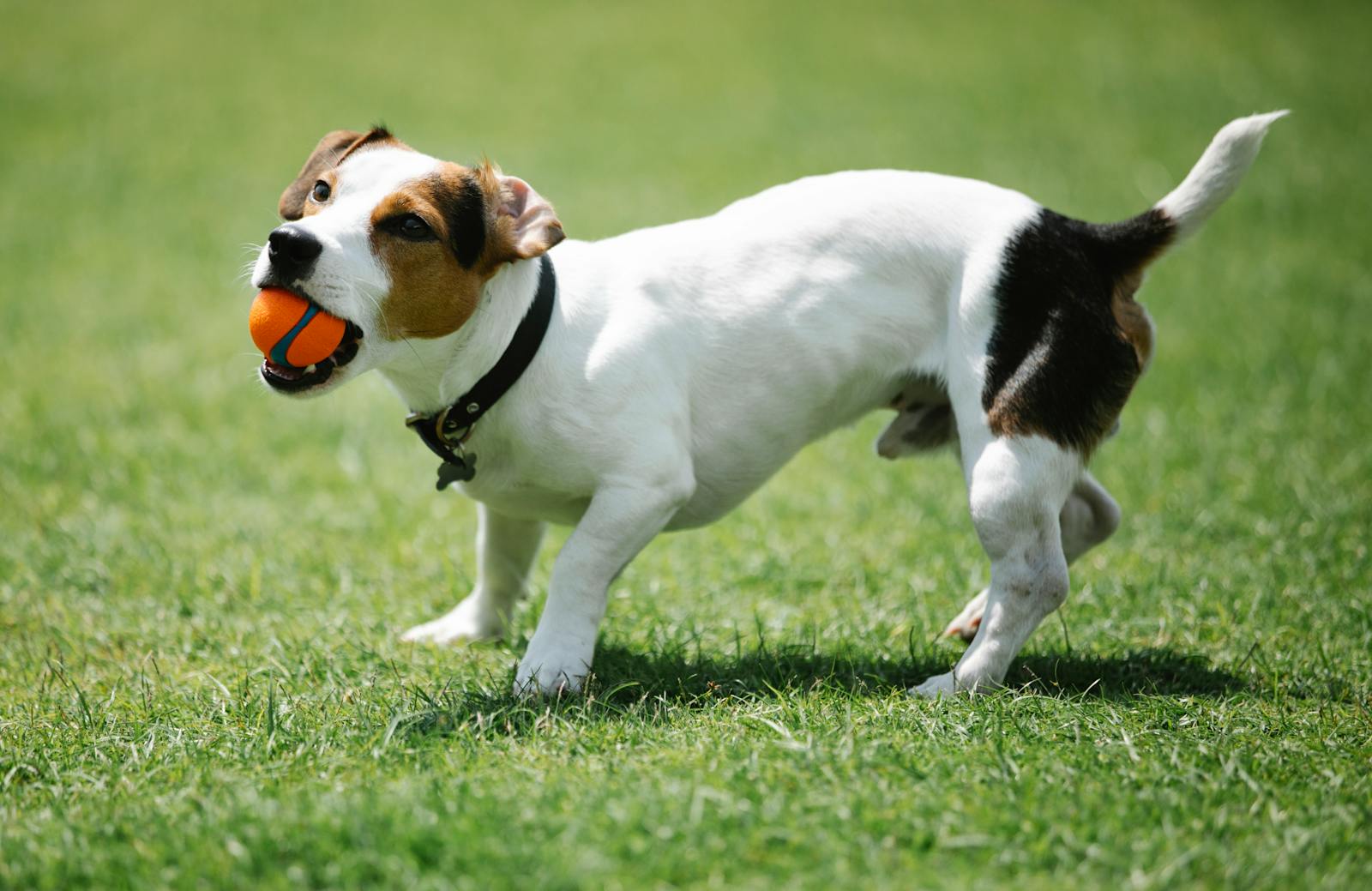 dog playing