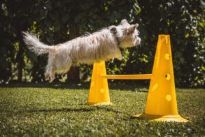 Read more about the article Free 30-Day Dog Training Guide