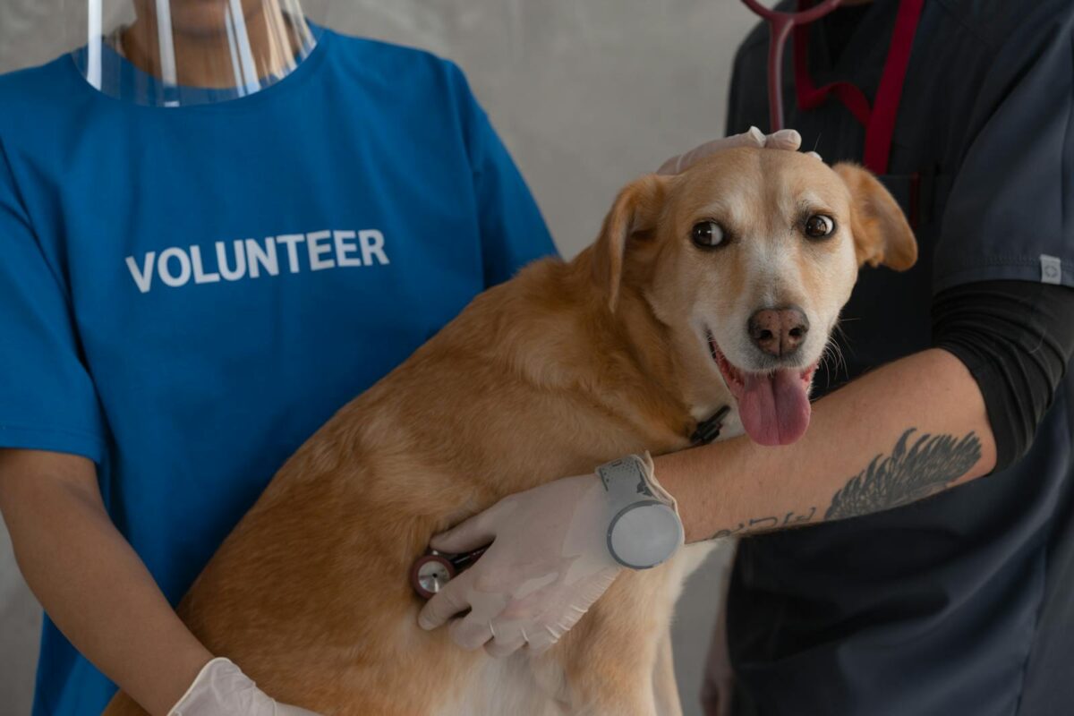 10 Common Dog Health Problems and Their Solutions