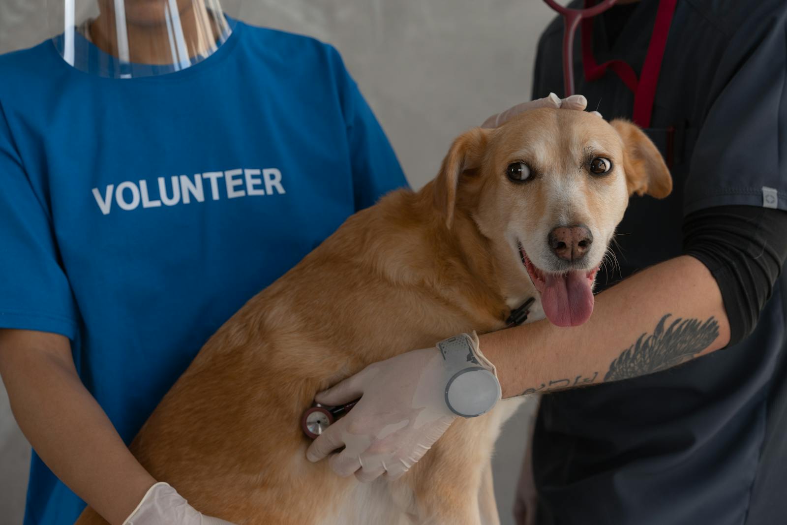 Dog health problems and solutions