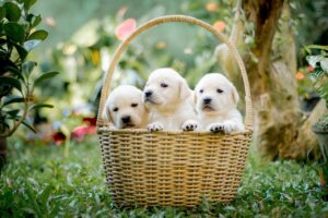 Read more about the article Getting Your First Puppy at Home?  8 Points to Follow