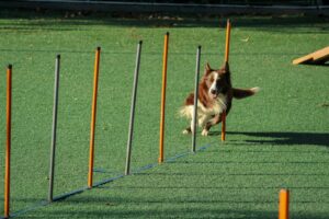 Read more about the article Brain Training for Dogs- The Ultimate Guide 