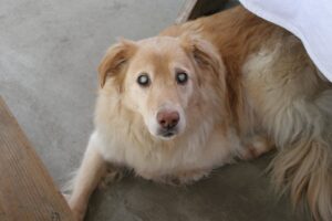 Read more about the article How To Train A Blind Dog Easy Way