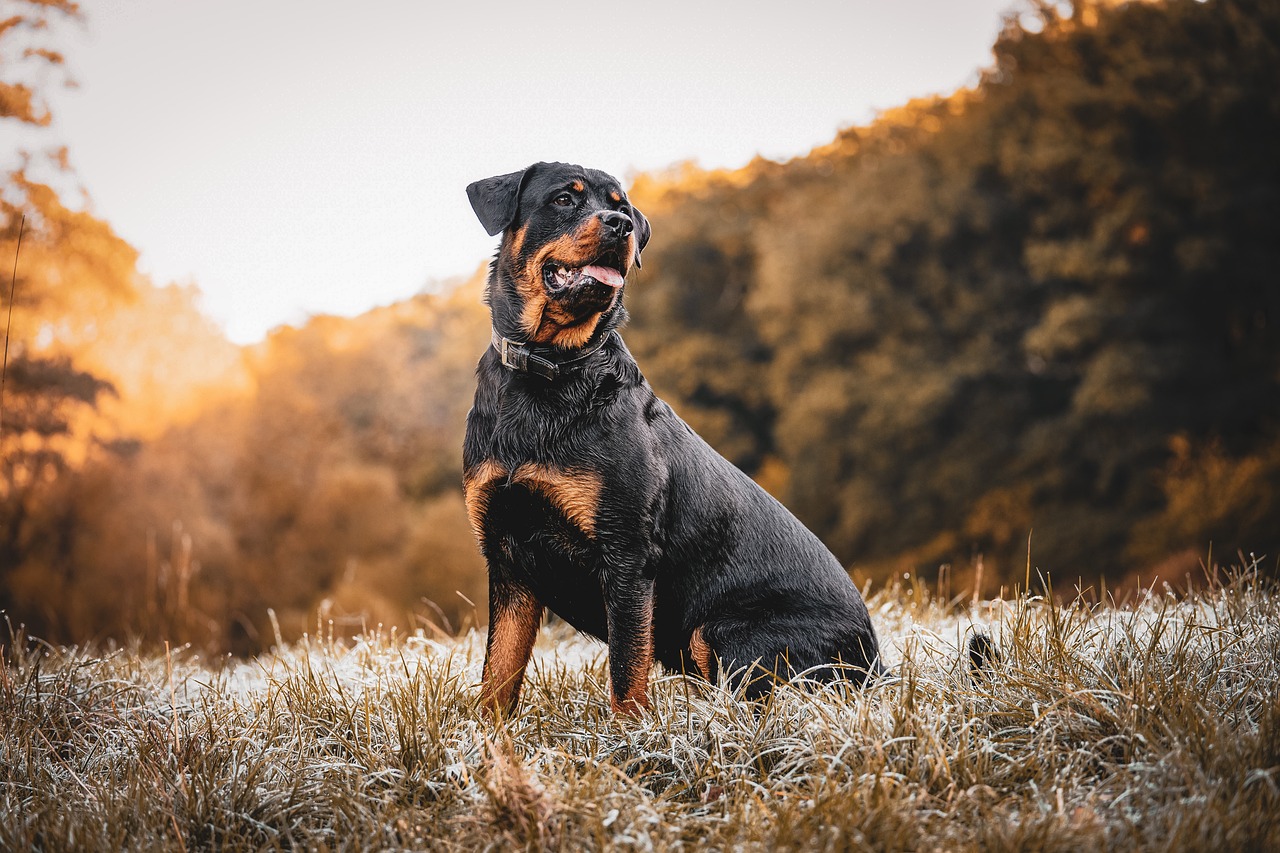 CBD oil for dogs