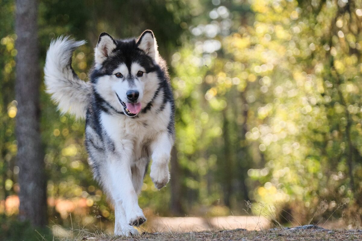 How to Clicker Train Your Dog at Home in 10 Steps