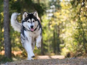 Read more about the article How to Clicker Train Your Dog at Home in 10 Steps