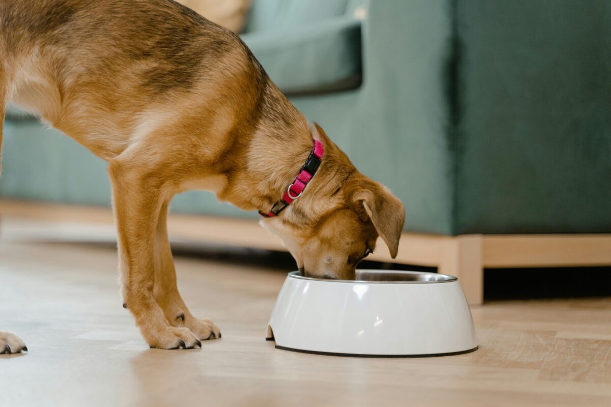 How To Feed Your Dog – 10 Essential Dog Feeding Tips Every Pet Owner Should Know