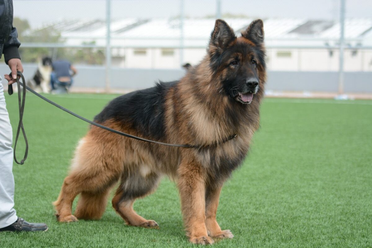 10 Effective Tips to Stop Your Dog from Pulling on the Leash