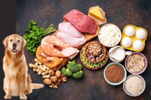 Read more about the article Top 10 Protein Sources for Your Dog (Vet Approved)