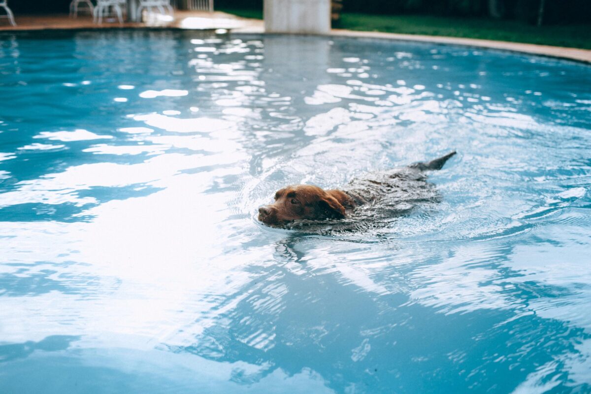 How to Teach Your Dog to Swim: A Comprehensive Guide for Dog Owners