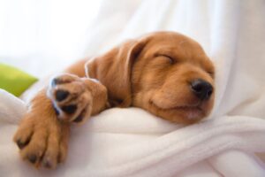 Read more about the article How to Puppy-Proof Your Home Like a Pro