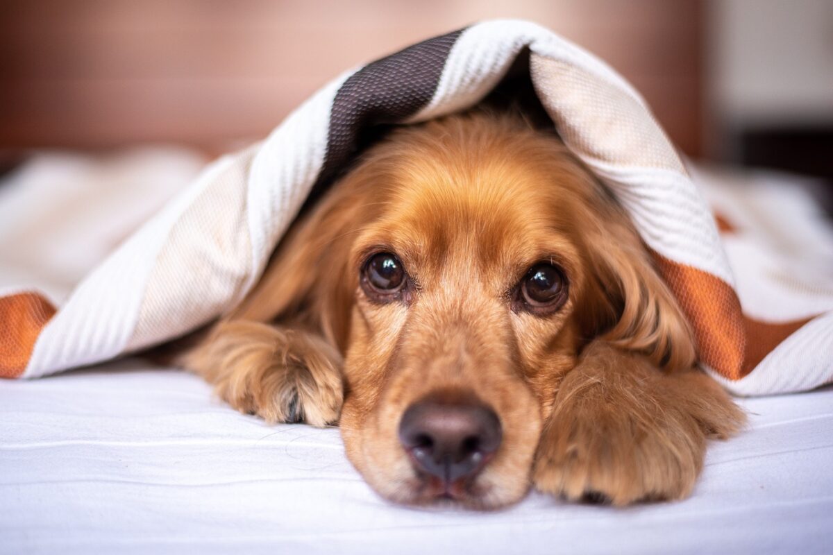 5 Tips For A Perfect Daily Routine For Your Dog