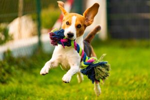 Read more about the article 10 Fun Brain Games to Boost Your Dog’s Intelligence