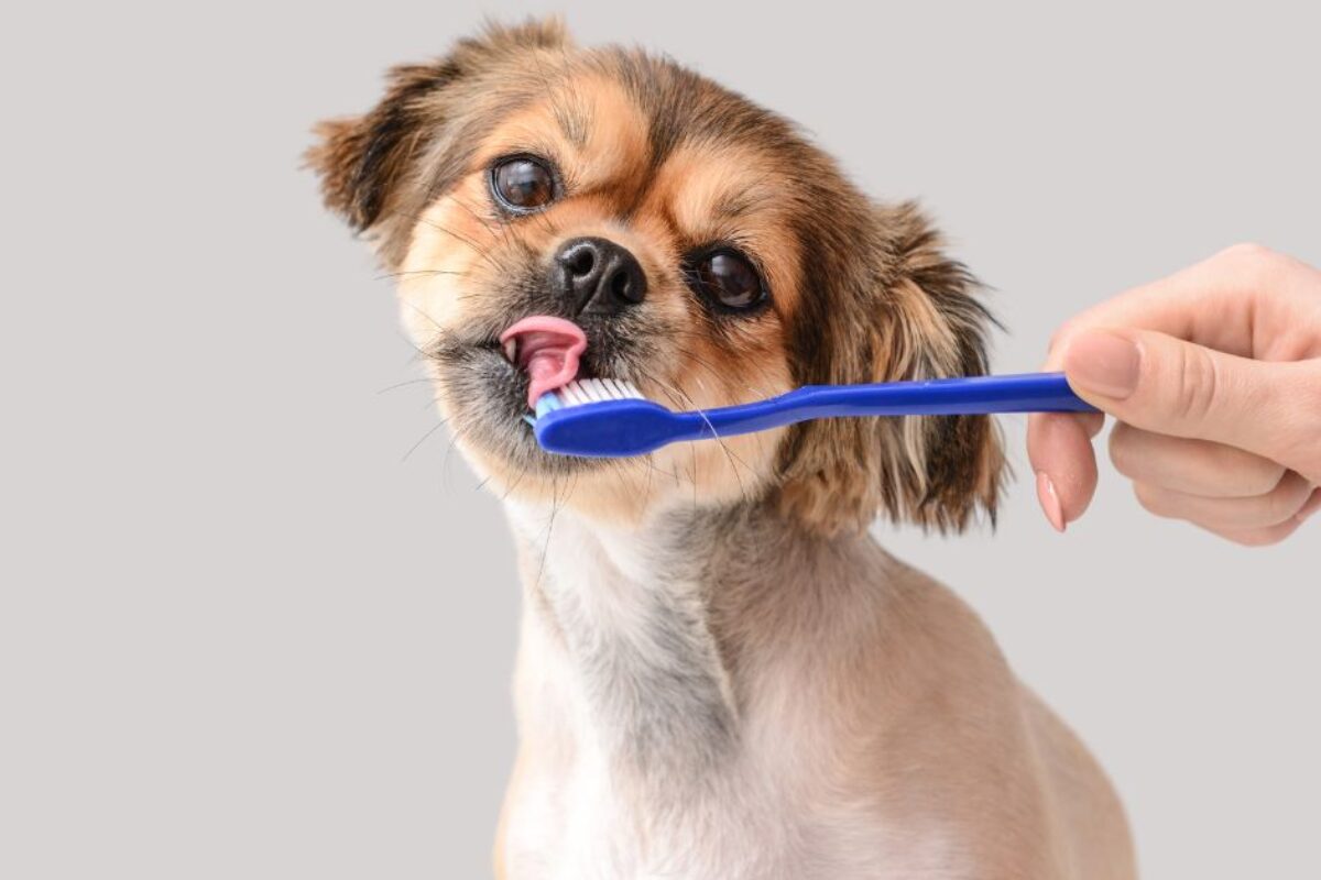 How to Clean Your Dog’s Teeth?