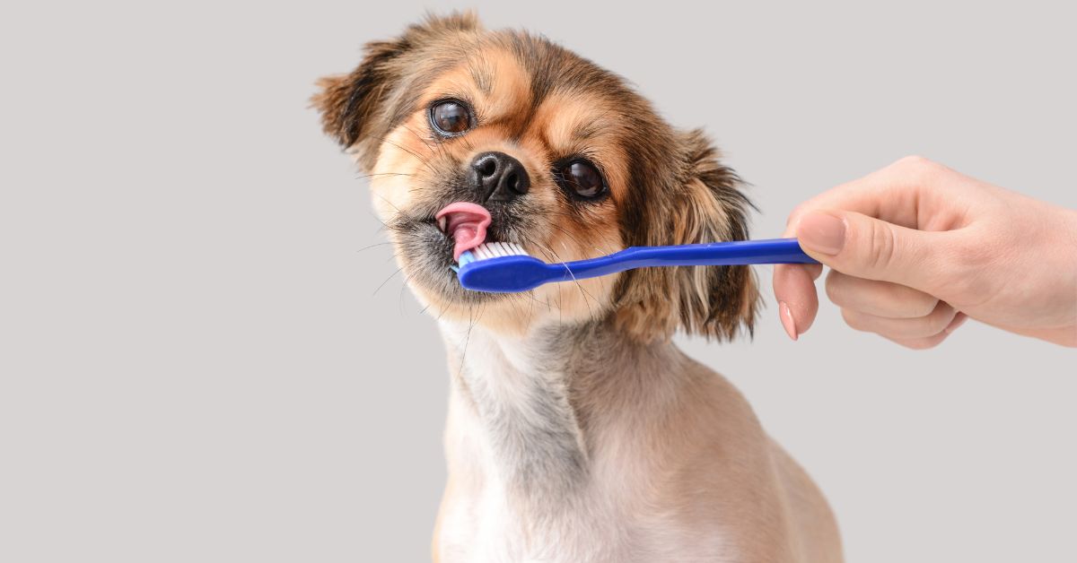Dog teeth care