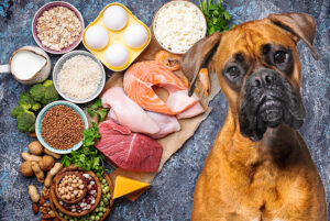 Read more about the article Top 10 Signs of Food Allergies In Dogs
