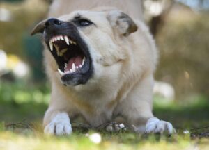 Read more about the article Top 10 Strategies to Reduce Aggression in Dogs