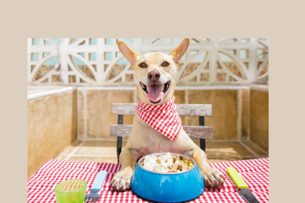 7 Easy Ways to Add Veggies and Fruits to Your Dog’s Meal Plan