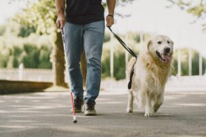 Read more about the article 5 Benefits of Daily Walks for Your Dog: Not Just Exercise