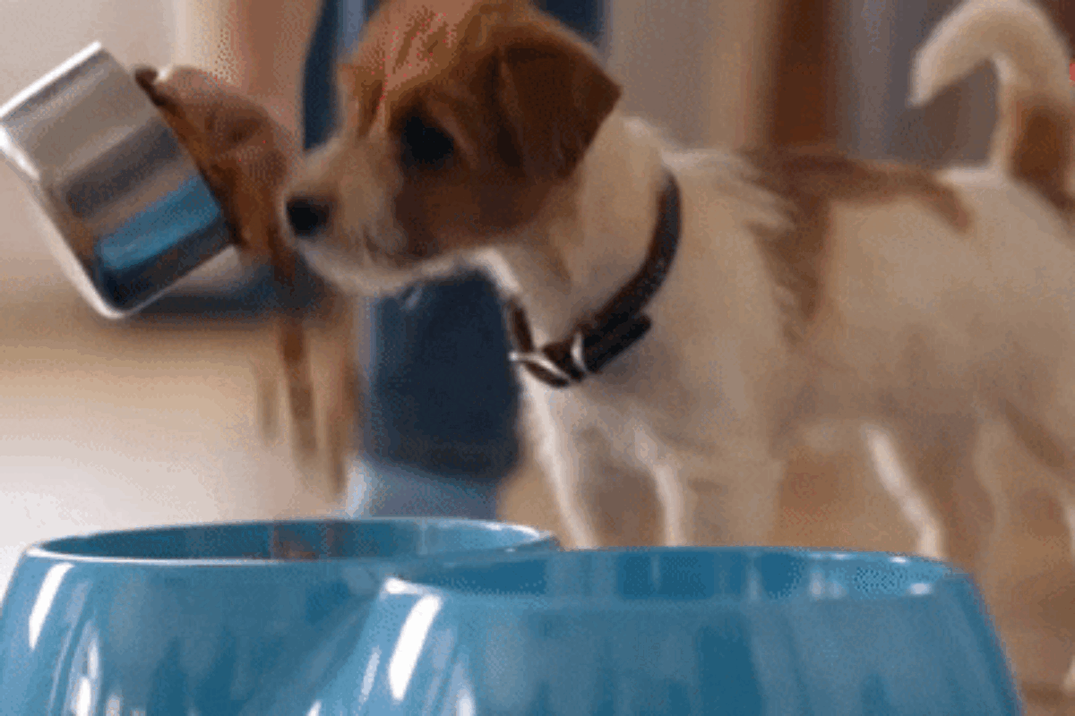 Top 8 Foods With Probiotics for Dogs