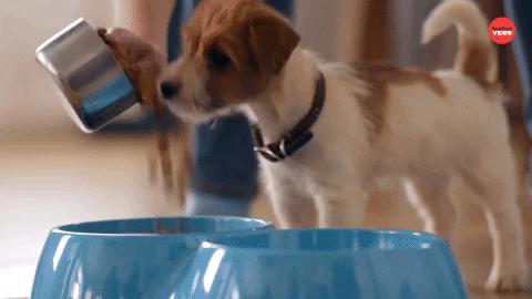 dog nutrition food