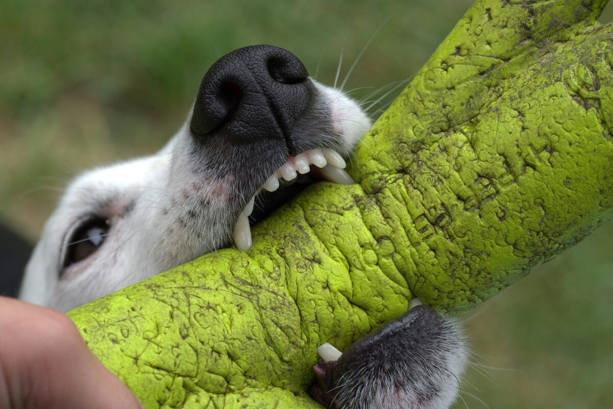 Train Your Dog Not to Bite: Teach, Don’t Punish