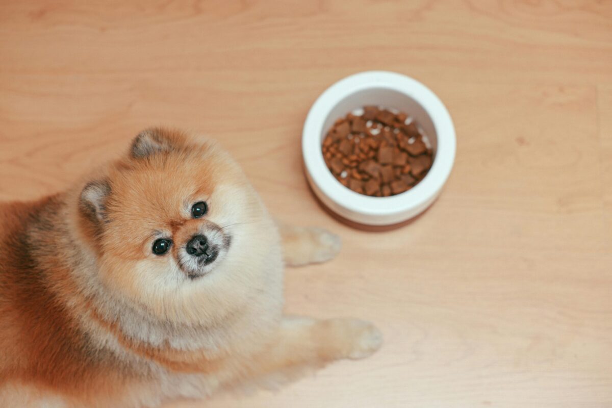 Dog Calories Explained: How Many Does Your Pup Really Need?