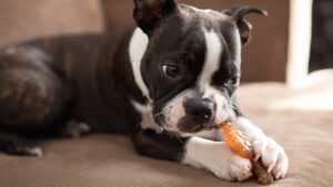 Read more about the article Dog Chews: Discover the Best for Your Furry Friend