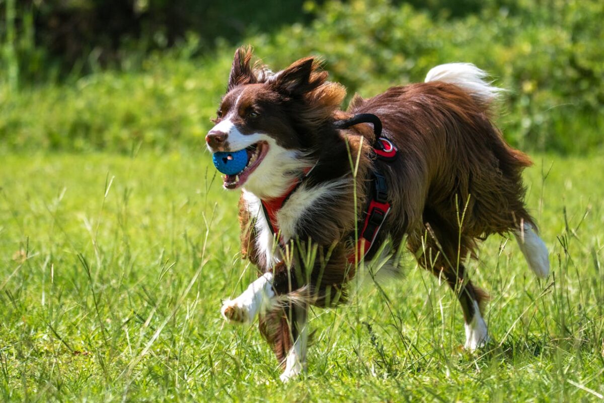 How to Keep Your Dog Active: 20 Fun Exercises