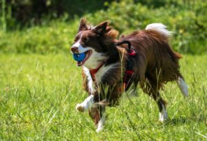 Read more about the article How to Keep Your Dog Active: 20 Fun Exercises