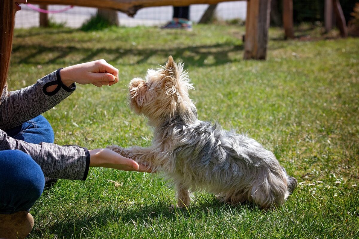 Top 8 Dog Training Tips – How to Completely Train Your Dog