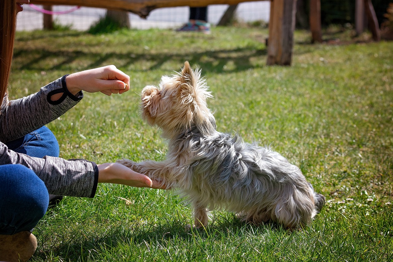 Top 8 Dog Training Tips – How to Completely Train Your Dog