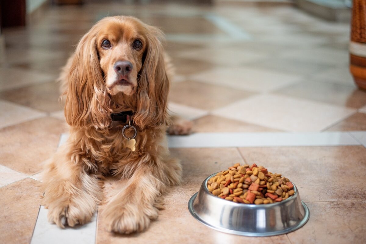 Know Your Dog Food: Ingredients & Importance