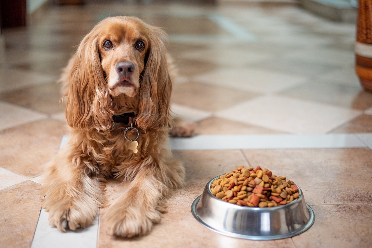 Know Your Dog Food: Ingredients & Importance