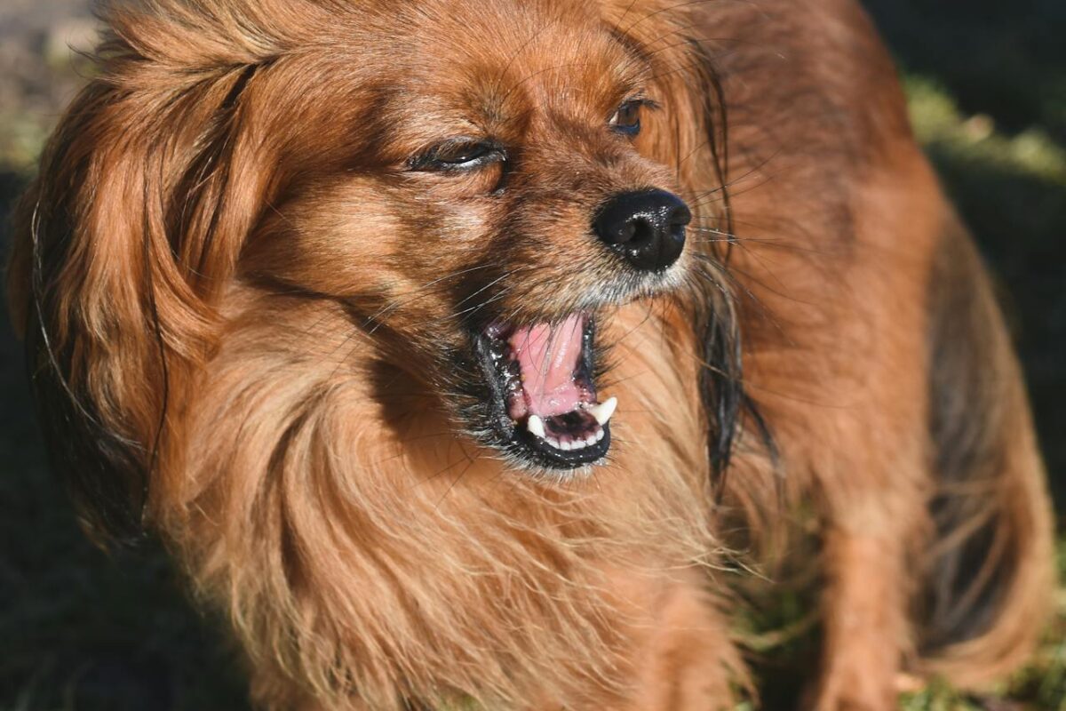 How to Stop Your Dog From Barking Excessively: Proven Solutions