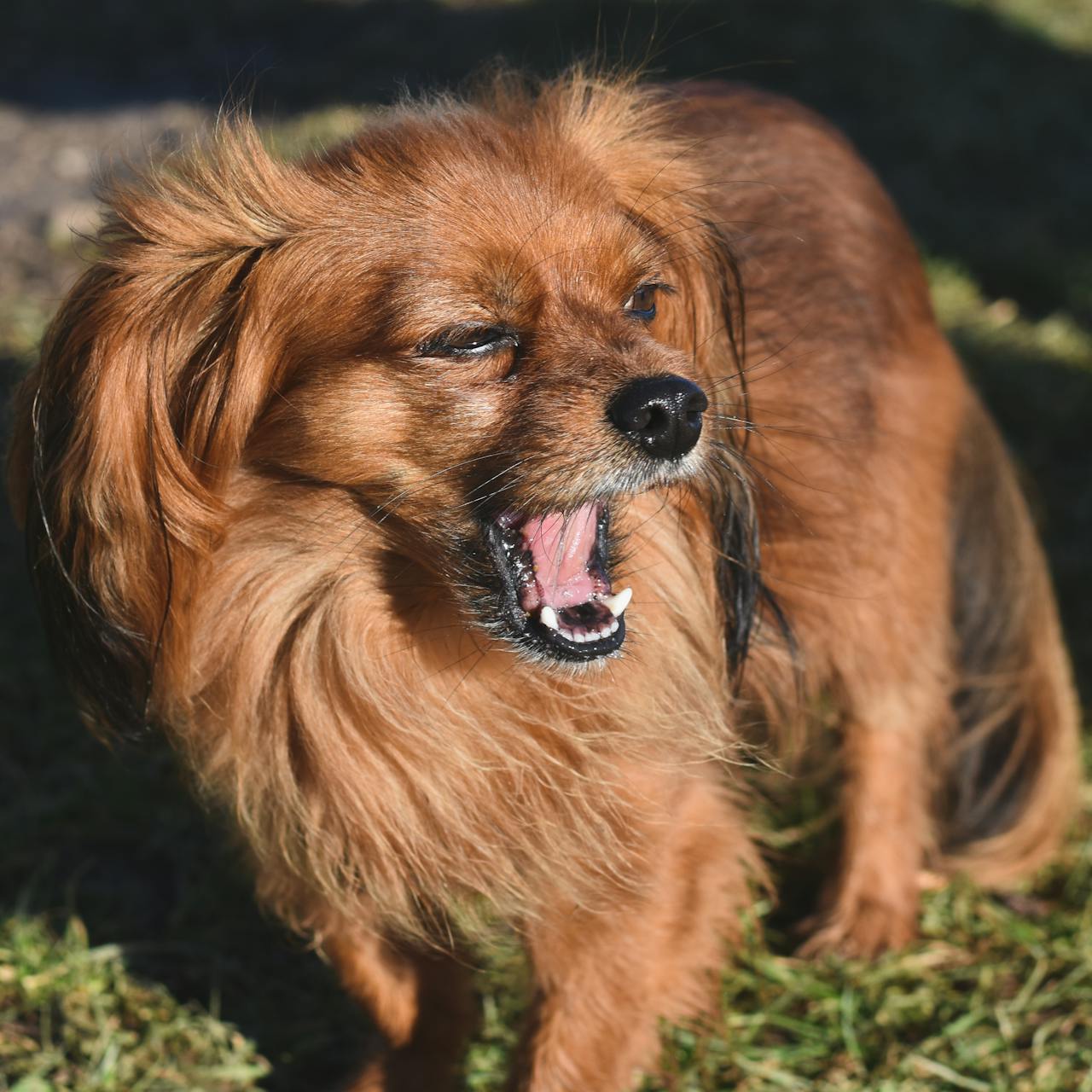 excessive dog barking