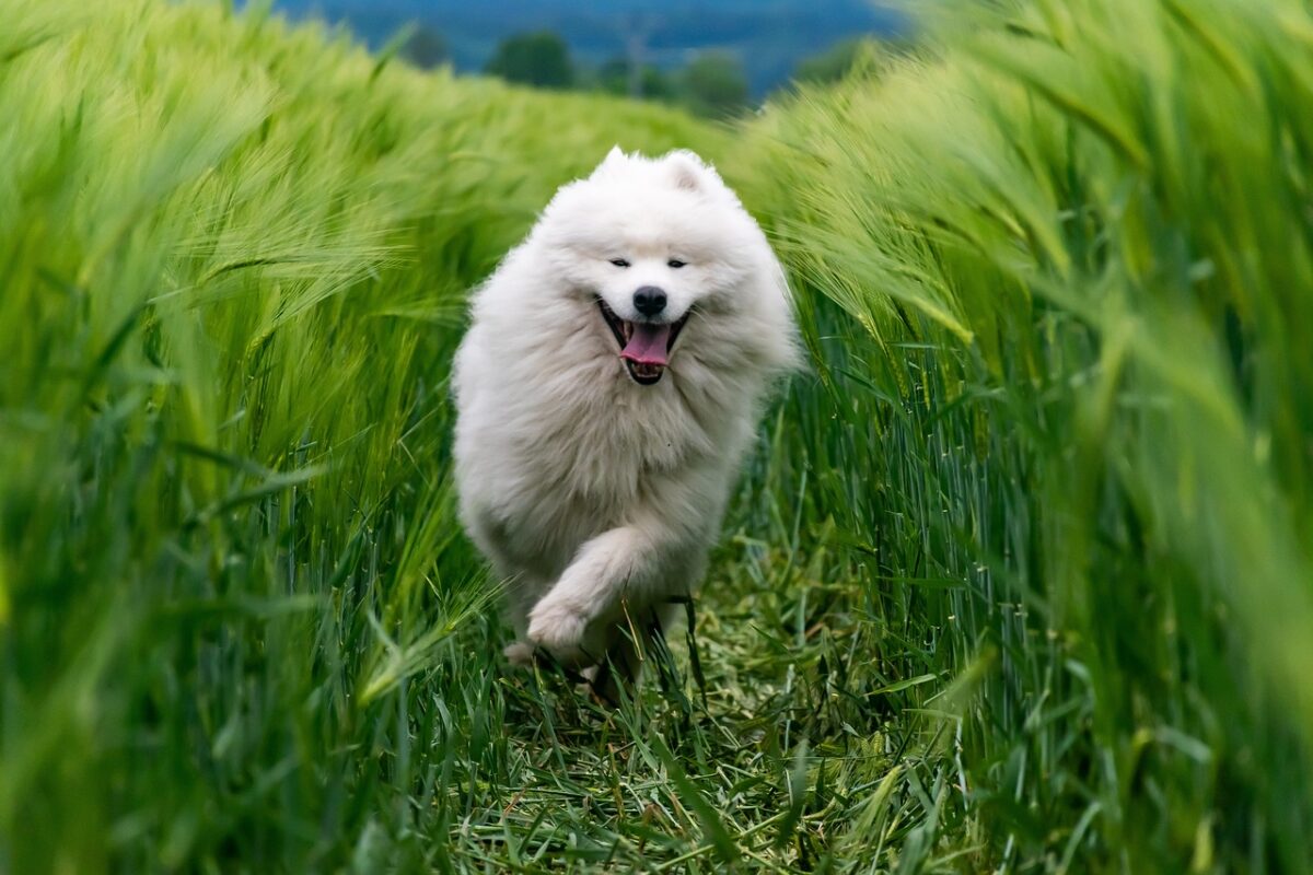10 Ways to Keep Your Dog Healthy and Happy Year-Round