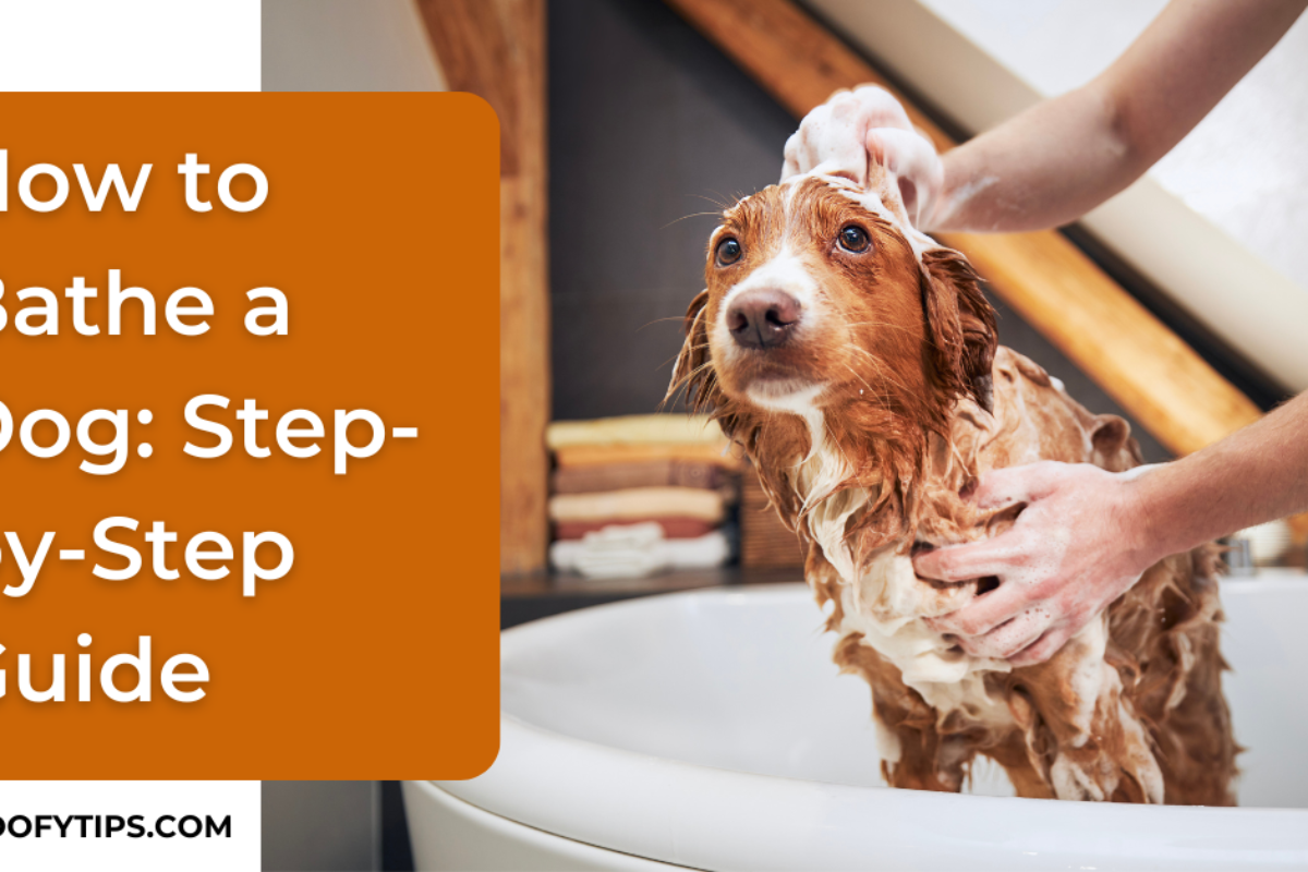 How to Bathe a Dog: Step-by-Step Guide