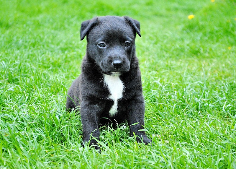 potty train a puppy
