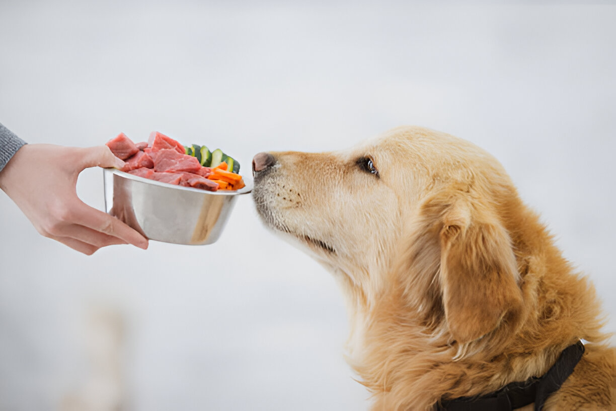 human foods for dogs