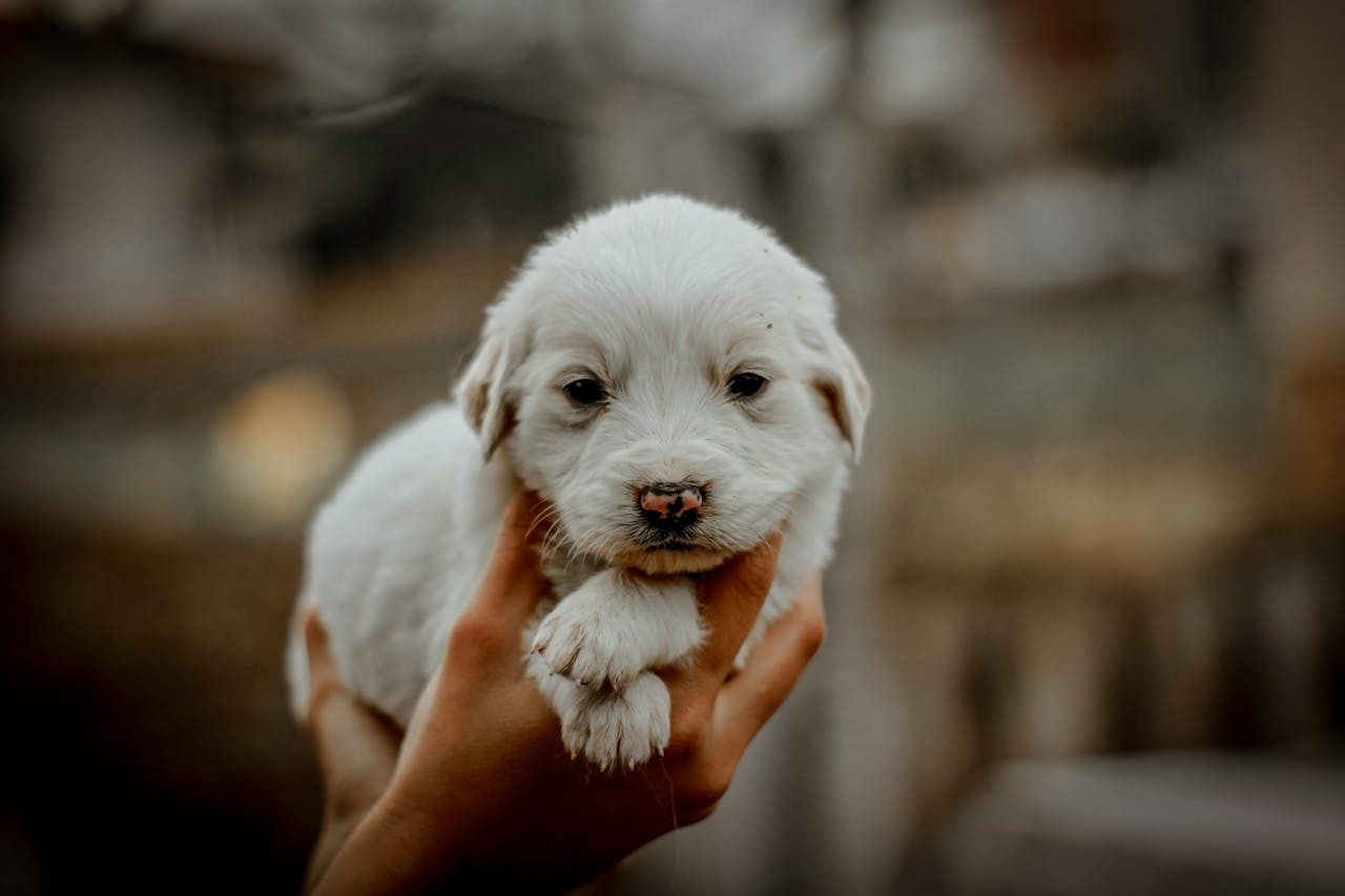 New puppy care tips