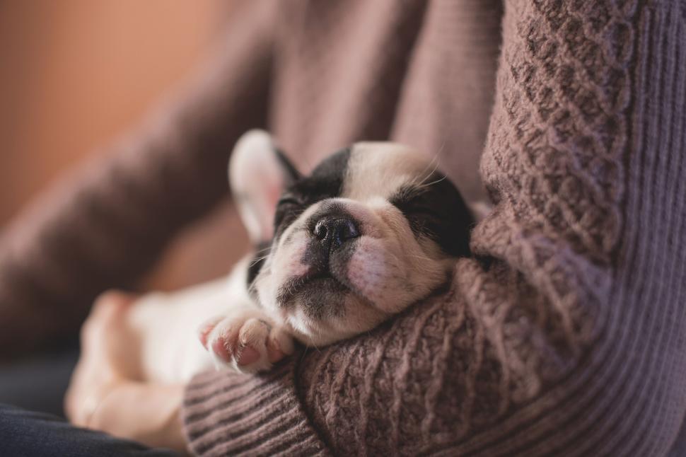 New puppy care week by week