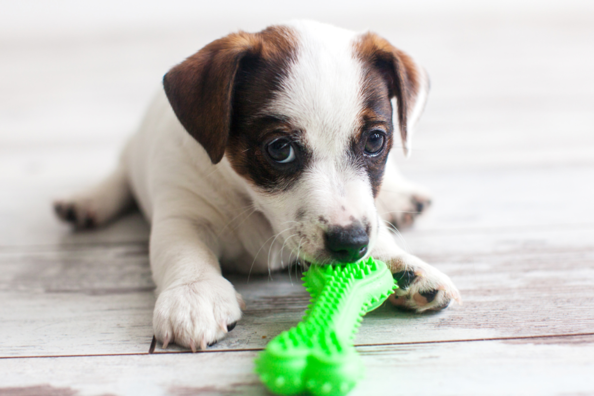 New Puppy Checklist-Get Yours Now!