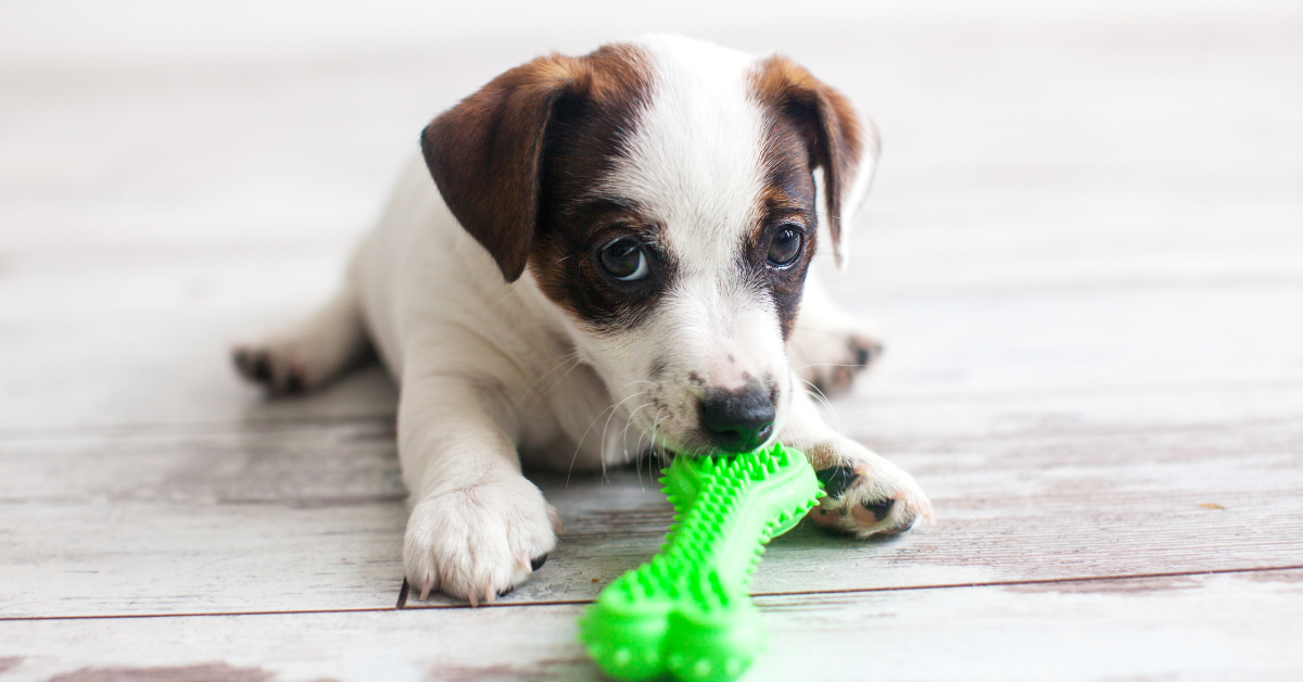 New puppy checklist