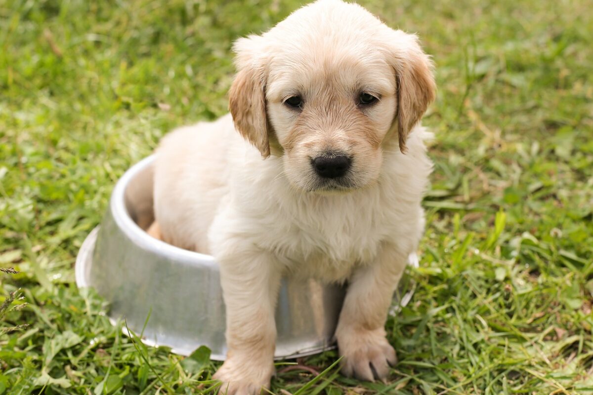 How to Potty Train Your Dog or Puppy- 7 Quick Tips