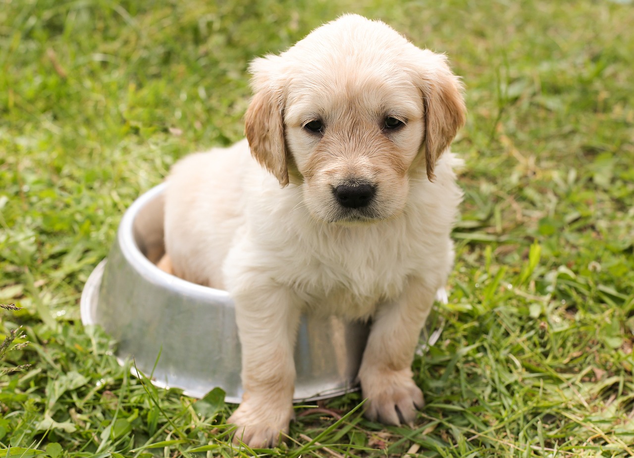 How to Potty Train Your Dog or Puppy- 7 Quick Tips