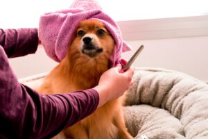 Read more about the article Dog Grooming Tips for Beginners