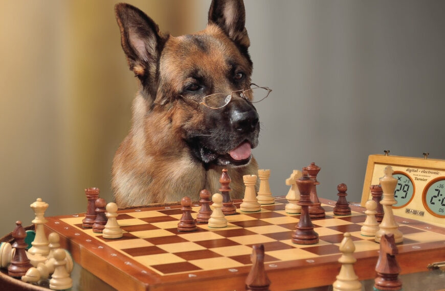 15 ways to keep your dog mentally stimulated